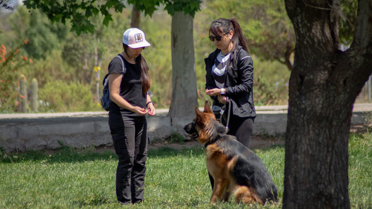 Evaluación Educación Canina